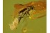 EMPIDID FLY LAYING EGGS in Genuine BALTIC AMBER