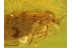 HEMEROBIIDAE Brown LACEWING in Genuine BALTIC AMBER