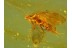 Superb Looking CADDISFLY Trichoptera in Genuine BALTIC AMBER