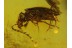 PTILODACTYLIDAE TOE-WINGED BEETLE  in BALTIC AMBER