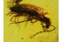 PTILODACTYLIDAE TOE-WINGED BEETLE  in BALTIC AMBER