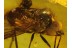 Large SNIPE FLY RHAGIONIDAE in Genuine BALTIC AMBER