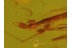 5 PHORETIC MITES on MIDGE & More in Genuine BALTIC AMBER