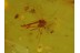 5 PHORETIC MITES on MIDGE & More in Genuine BALTIC AMBER