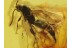 Great Proctotrupidae WASP in BALTIC AMBER 271