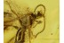 DIAPRIIDAE WASP Inclusion in Genuine BALTIC AMBER 272