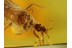 Enicocephalidae GNAT BUG in BALTIC AMBER 262