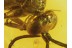 Pompilidae SPIDER WASP & Larval Case in BALTIC AMBER 149