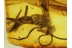 Pompilidae SPIDER WASP & Larval Case in BALTIC AMBER 149