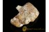 Fossil BALANID on Large BALTIC AMBER Sea Stone st7