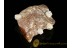 Fossil BALANID on Large BALTIC AMBER Sea Stone st8
