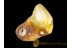 Fossil BALANID on Large BALTIC AMBER Sea Stone st9