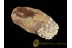 Fossil BALANID on Large BALTIC AMBER Sea Stone st11