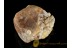 Fossil BALANID on Huge BALTIC AMBER Sea Stone st13